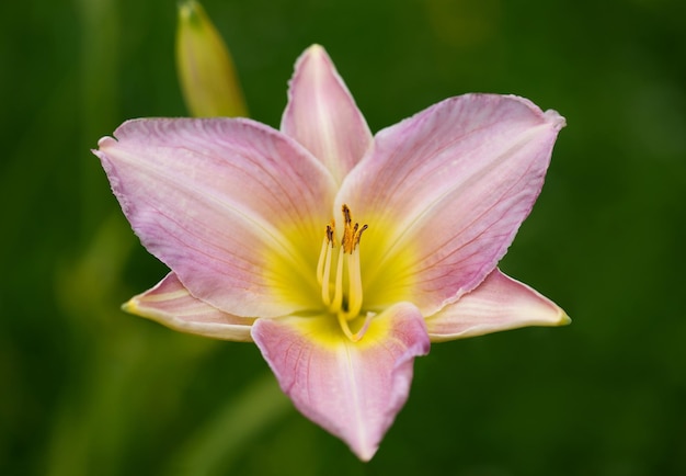 Lírio-de-rosa sobre fundo verde fecha Hemerocallis Catherine Woodbury