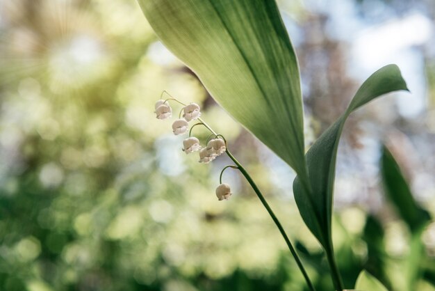 Lírio do vale em flor em fundo verde bokeh fundo de flores de primavera e verão