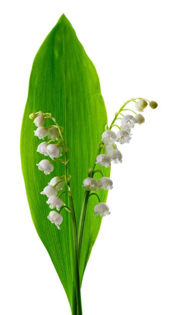 Lírio do vale isolado no fundo branco buquê de flores e folhas de convallaria