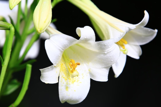 Lirio de flor larga o lirio de Pascua Flores de lirio de trompeta blanca con fondo negro