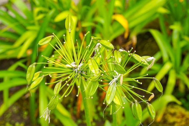 Lirio de la flor del Nilo, Agapanthus o flores de lirio africano en el jardín.