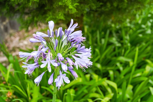 Lirio de la flor del Nilo, Agapanthus o flores de lirio africano en el jardín.