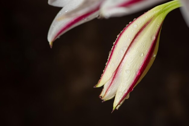 Lirio, un hermoso lirio en un macizo de flores en el verano de Brasil, enfoque selectivo.