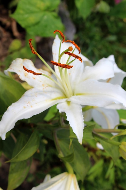 Lirio de jardín blanco en un día soleado de fondo borroso