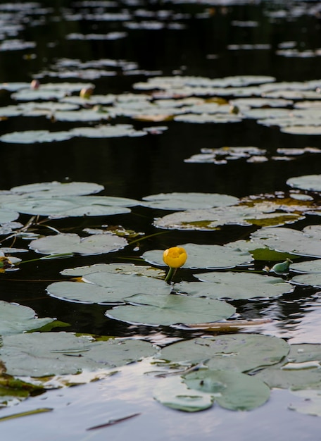 lirio en el lago