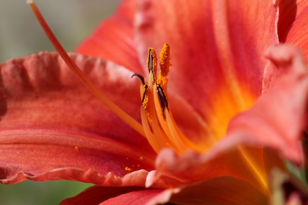 lírio laranja brilhante em um pistilo de jardim botânico e estames em pólen vermelho closeup