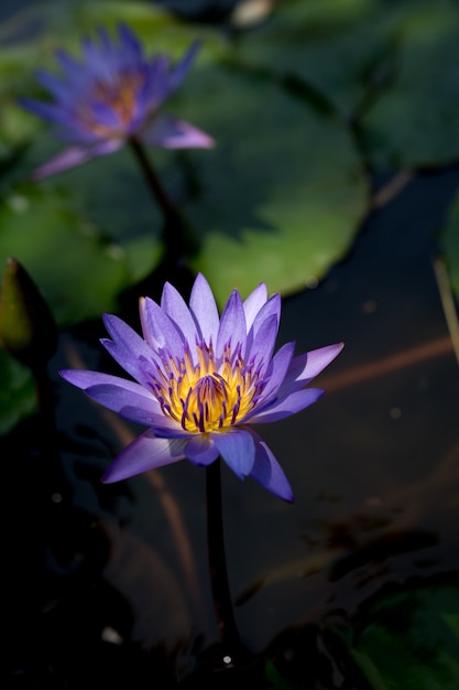 Lirio de loto en el agua