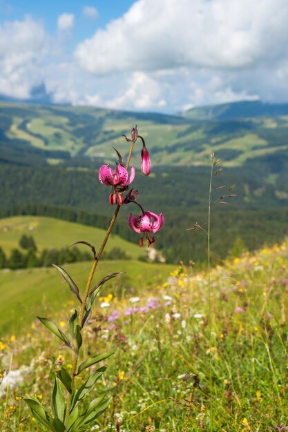 Foto lírio martagão em flor em um prado dos alpes