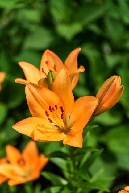 Lirio naranja floreciente en jardín verde