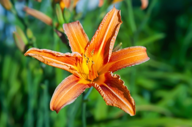 Lirio naranja en el jardín Primer plano de flores de azucenas en un lecho de flores