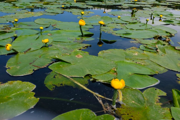 Lirio de pantano amarillo. Foto de alta calidad