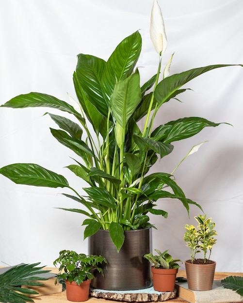 Lirio de la paz, Spathiphyllum, Felicidad de las mujeres con suculentas