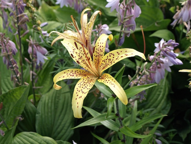 Lirio pecoso amarillo asiático una hermosa flor en el jardín