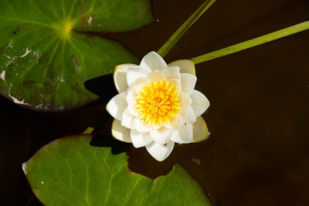 Lirio de río blanco y amarillo en la naturaleza.