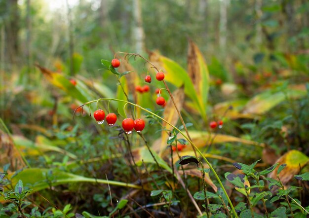 Lirio rojo brillante de las bayas del valle con gotas de rocío. Forest Glade.