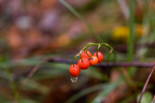 Lirio rojo del valle bayas con gotas de agua en el bosque enfoque selectivo