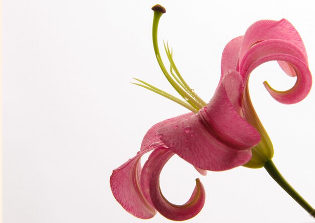 Lírio rosa em fundo branco