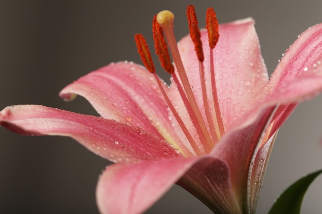 Lírio rosa flor