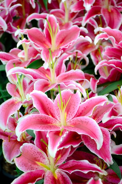 Lirio rosa en jardín botánico.