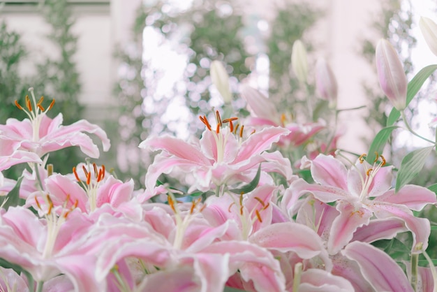 Lirio rosa en el jardín, Lily joop flowers