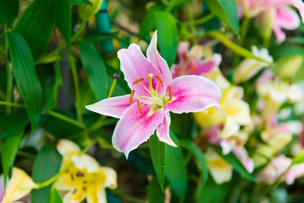 Lirio rosa en el jardín.