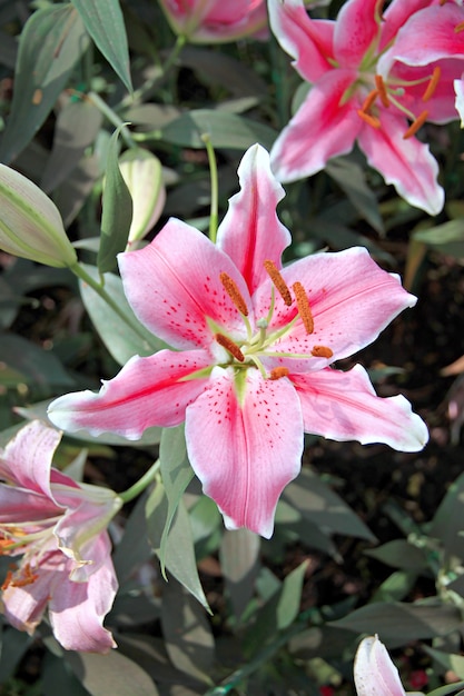 Lirio rosa en el jardín.