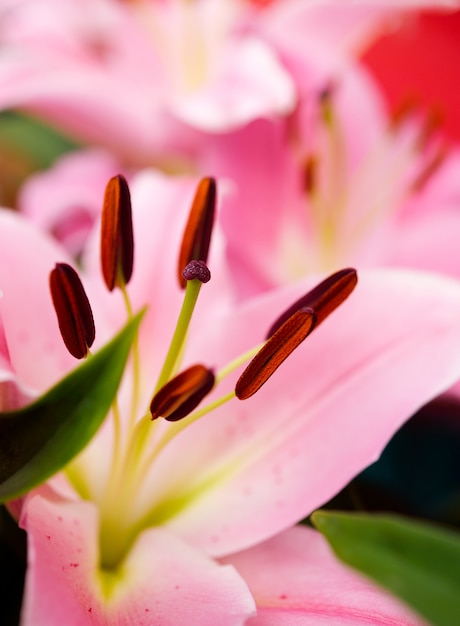 Lírio rosa linda close-up