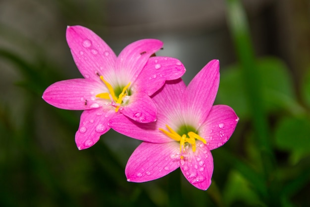 Lirio rosa de lluvia, una flor muy común en los jardines de Río de Janeiro (Zephyranthes Rosea)