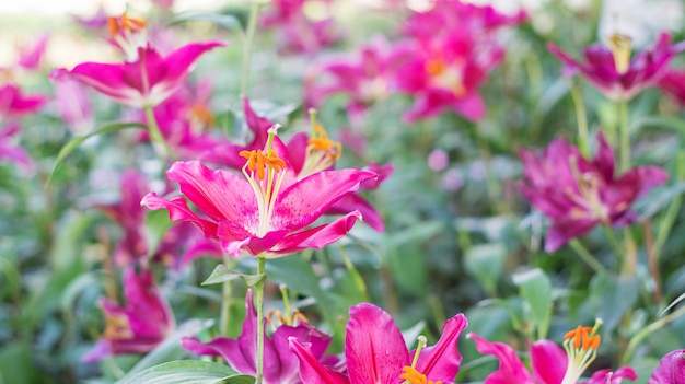 Lírio rosa no jardim.