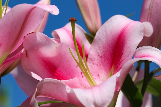 Foto lirio rosa pistilo y estambres closeup