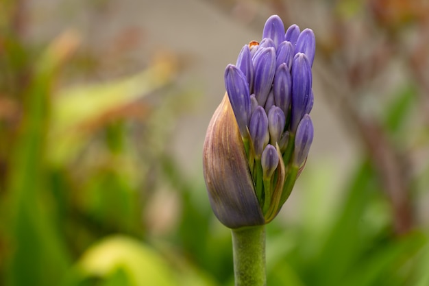 Lírio roxo no campo