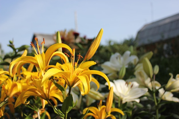 Foto lírio selvagem amarelo