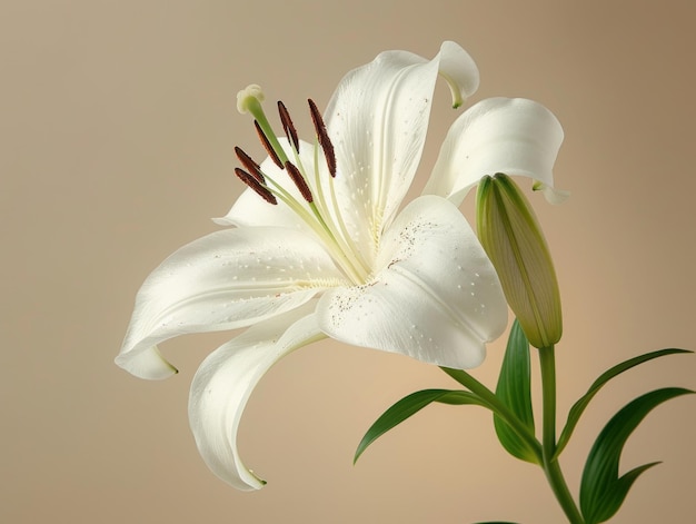 Foto lírio stargazer em um buquê de flores cortadas em fundo