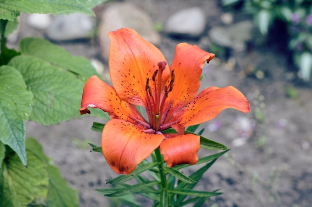 Lirio de tigre anaranjado contra la perspectiva de la tierra y de las plantas