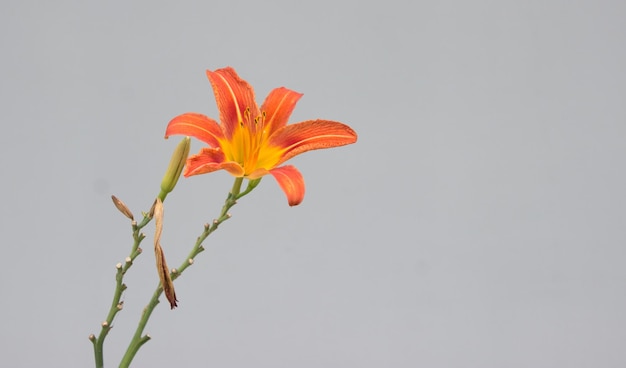 Foto lirio tigre naranja sobre un fondo gris sólido