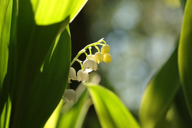 Lirio de los valles en el bosque