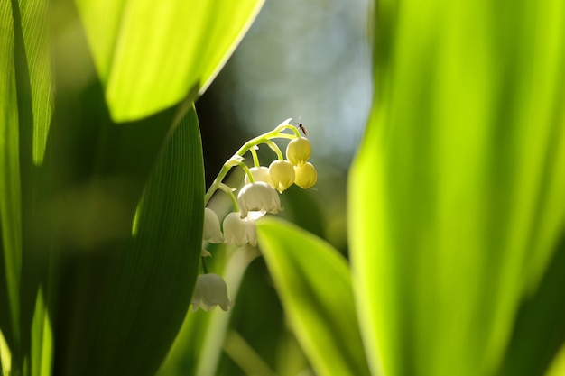 Lirio de los valles en el bosque