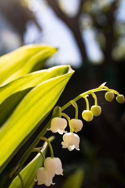 El lirio de los valles es una pequeña flor blanca en forma de campana Es la flor del 1 de mayo