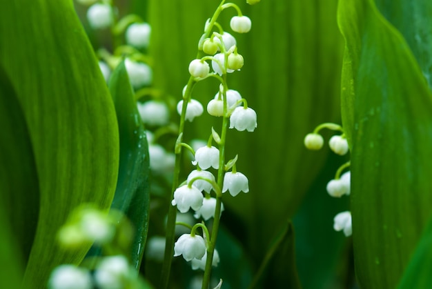 Lirio de los valles en primavera