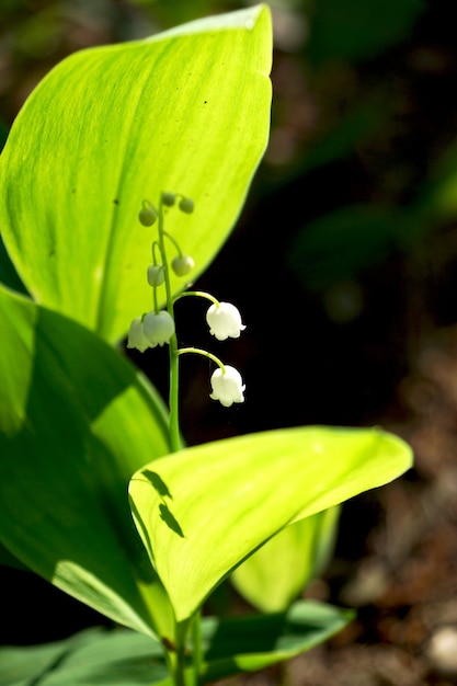 Lirio de los valles que crece en el bosque.