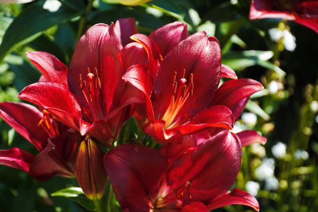 Lírio vermelho no jardim closeup