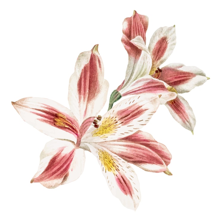 Foto lirio vintage con pegatina png de flor rosada