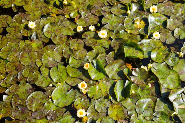 Lirios de agua blanca