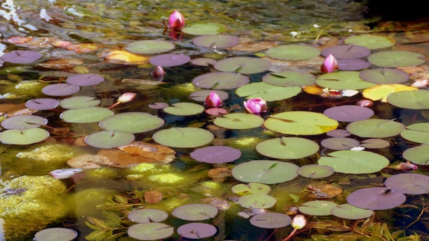 Lirios de agua en el estanque