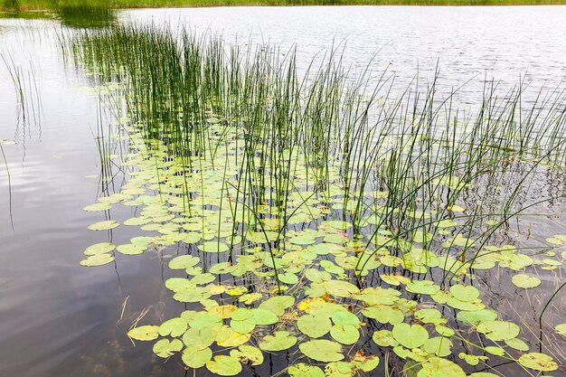 Foto lirios de agua del lago