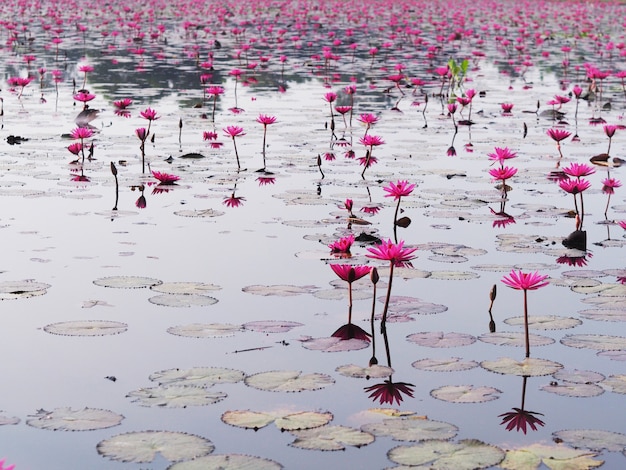 Lirios de agua rosa florecientes