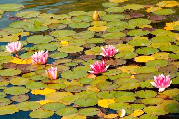 Lirios de agua rosa | Foto Premium