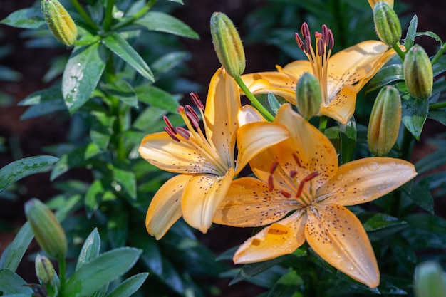 Lirios asiáticos amarillos en un jardín