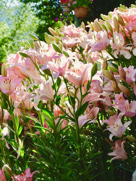 Foto lírios asiáticos rozalynn crescendo fora do jardim sallent de gallego huesca espanha flores sol iluminado