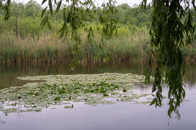 Lirios blancos flores de agua en la superficie del agua flores de loto día de verano en el lago